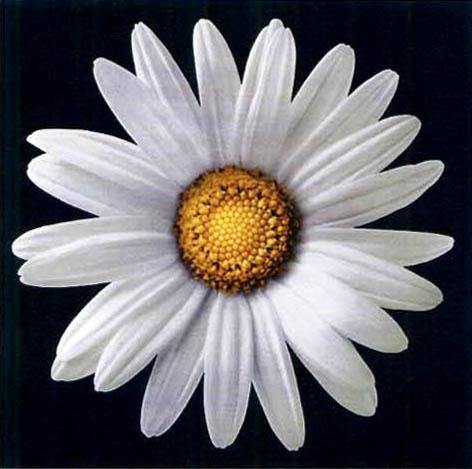 Reproduction of the trade mark 004896288 (Class(es) of figurative elements:05.05.04, 05.05.21)